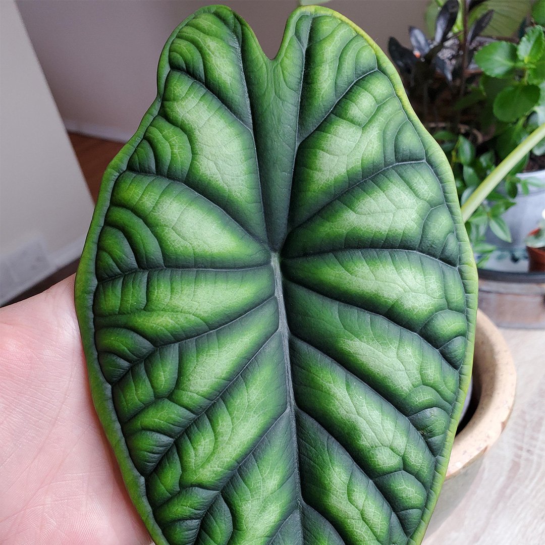 Alocasia Dragon Scale